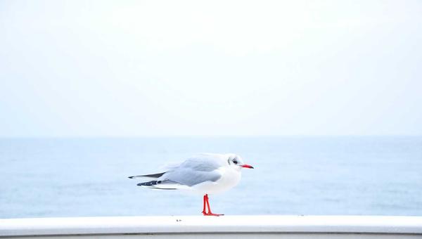 电子游戏百科